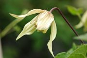 Clematis koreana 'Love Child'