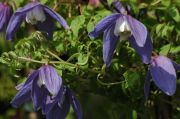 Clematis macropetala 'Maidwell Hall'