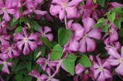 Clematis viticella 'Margot Koster'