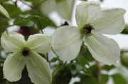 Clematis 'Maria Cornelia'