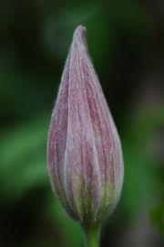 Clematis 'Maria Louise'