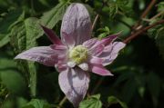 Clematis macropetala 'Markhams Pink'