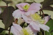 Clematis montana 'Mayleen'