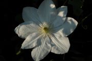 Clematis 'Mevrouw Le Coultre'