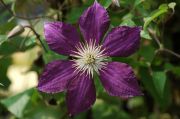 Clematis 'Mikelite'