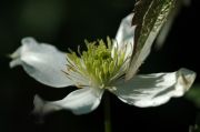 Clematis 'montana var. wilsonii'