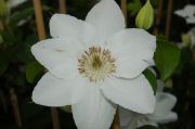 Clematis 'Mrs George Jackman'