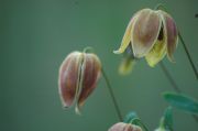Clematis 'My Angel PBR'