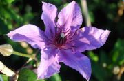 Clematis 'Natascha'