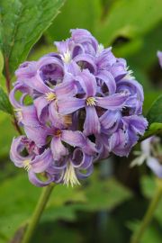 Clematis 'New Love PBR & PP'
