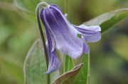 Clematis 'Olgae'