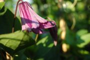 Clematis 'Pamjatj Serdtza'