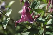 Clematis 'Pink Delight PBR'