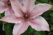 Clematis 'Pink Fantasy'