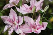 Clematis 'Pink Fantasy'