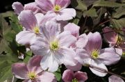 Clematis montana 'Pink Perfection'