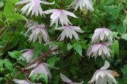 Clematis macropetala 'Pink Princess'