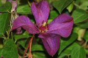 Clematis viticella 'Polish Spirit'
