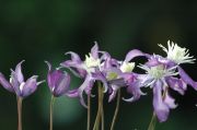 Clematis 'PRETTY IN BLUE Zopre PBR & PP'