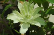 Clematis 'Primrose Star PBR'