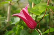 Clematis texensis 'Princess Diana'