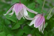 Clematis macropetala 'Propertius'