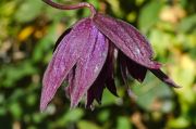 Clematis macropetala 'Purple Spider'