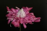 Clematis viticella 'Purpurea Plena Elegans'