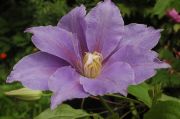 Clematis 'Queen Alexandra'