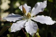 Clematis 'Queen Alexandra'