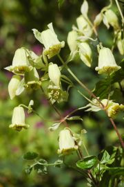Clematis 'rehderiana'