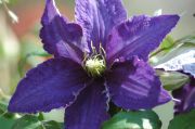 Clematis 'Rhapsody'
