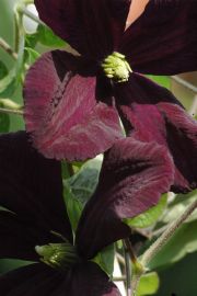 Clematis 'Romantika'