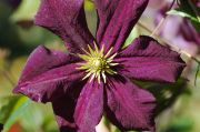 Clematis 'Romantika'