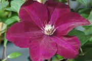 Clematis 'Rouge Cardinal'