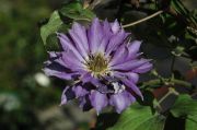 Clematis 'Royalty'