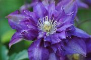 Clematis 'Royalty'