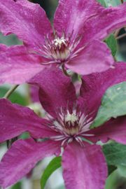 Clematis 'Ruutel'