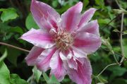 Clematis 'Scartho Gem'