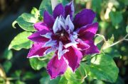 Clematis 'Shin-shigyoku'