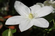 Clematis 'Shirayukihime'