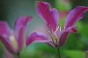Clematis 'Sir Trevor Lawrance'