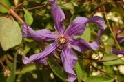 Clematis 'Sizaja Ptitsa'
