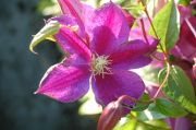 Clematis 'Star of India'