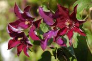 Clematis 'Stasik'