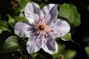 Clematis 'STILL WATERS'