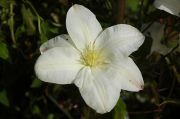 Clematis 'Sylvia Denny'