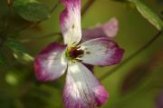 Clematis viticella 'Tango'