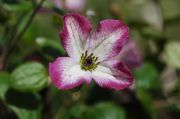 Clematis viticella 'Tango'