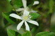 Clematis 'terniflora'